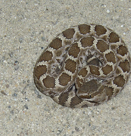 rattler copy.jpg [98 Kb]